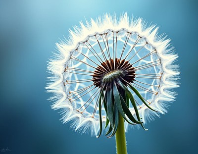 Dandelion fluff against a blue sky