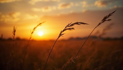 Tall grass sways in the wind as the sun sets