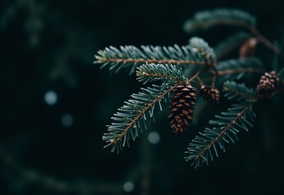 A pine cone hangs from a branch in the forest