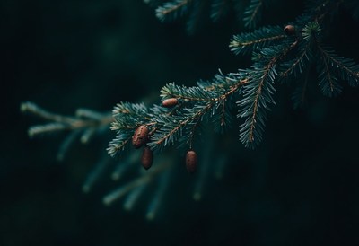 A pine branch with cones hangs in a forest
