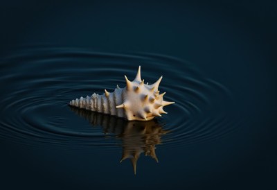 Shell floating on water surface at dusk