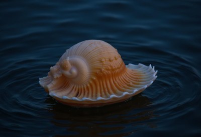 Large seashell floats gently on calm water surface