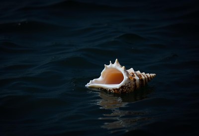 Seashell floats on calm ocean waters during sunset