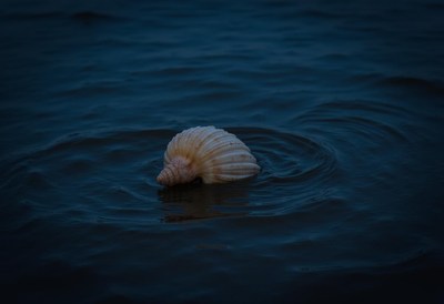Shell floating gently on calm water at dusk