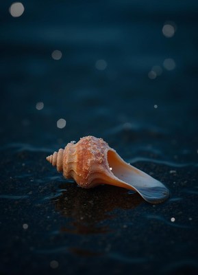 Shell resting on wet sand at twilight near the shore