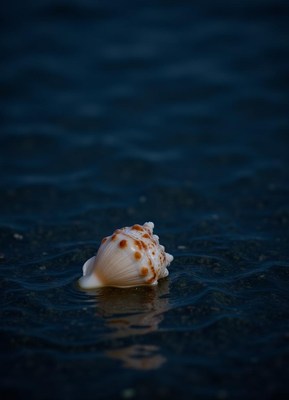 Shell floating on calm water at twilight