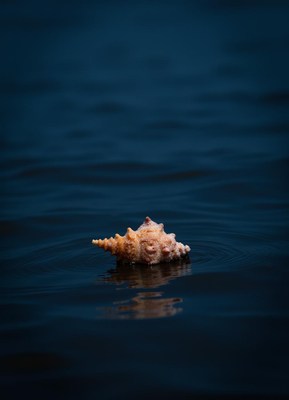 Shell floats on calm water during sunset