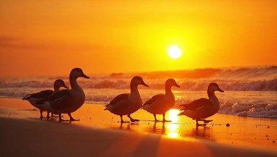 Ducks walking along the beach at sunset