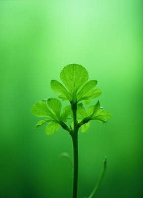 Green plant sprouting in soft natural light