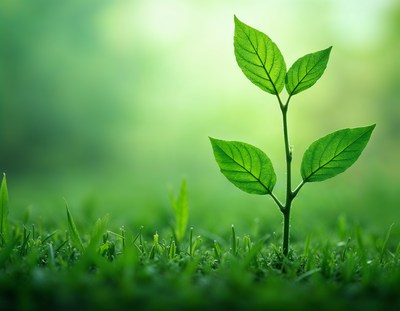 New plant sprouting in lush green grass at sunrise