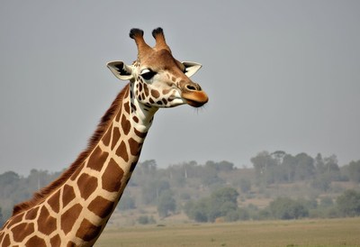 Giraffe standing gracefully in an african landscape