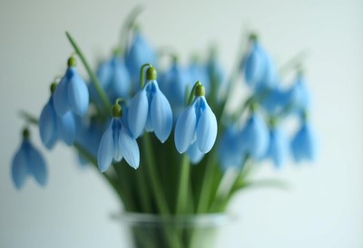 Delicate blue snowdrop flowers in a vase on a table