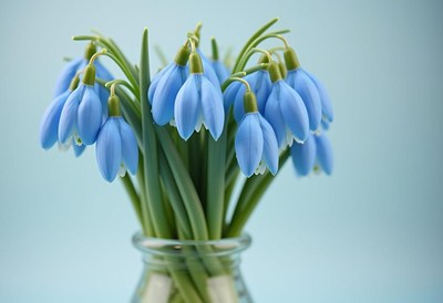Blue snowdrop flowers in a vase on a light background