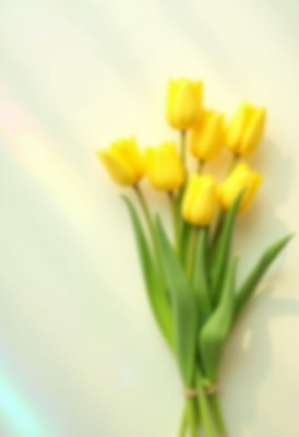 Bright yellow tulips arranged on a light background