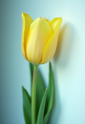 Bright yellow tulip standing against a soft blue wall