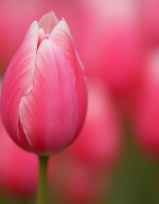 Pink tulip bud in a vibrant floral garden