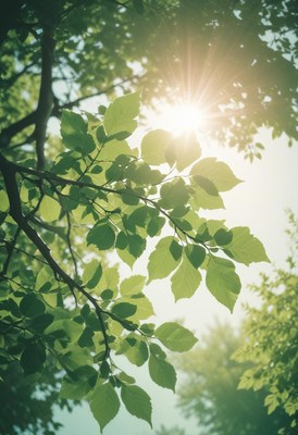 Sunlight filtering through lush green tree leaves