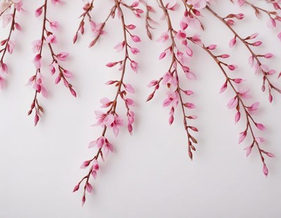 Delicate pink blossoms arranged on a white surface