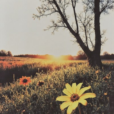 Sunlight shining over a meadow with yellow flowers