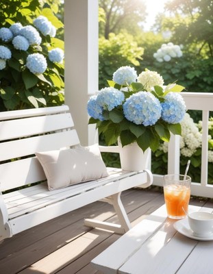 Beautiful hydrangea flowers on a sunny porch with drink