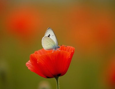 Butterfly perched on a vibrant red flower in nature