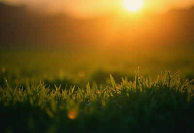 Grass glistening in the golden light of sunset