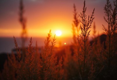 Sunset Behind Tall Grasses