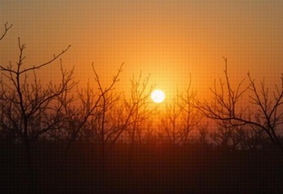 Sunset behind bare trees silhouette