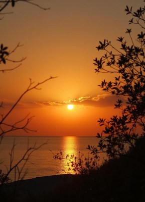 Sunset over ocean with branches