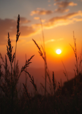 Silhouetted grass sunset landscape