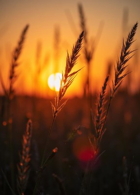 Sunset over wheat field
