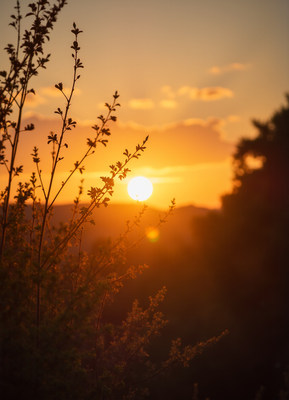 Sunset behind silhouetted branches
