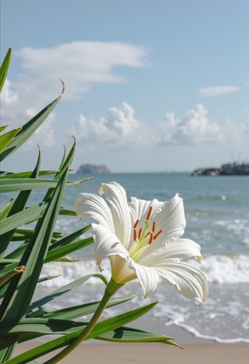 White Lily Flower by Ocean Beach