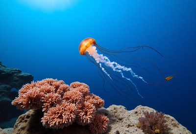 Orange Jellyfish with Coral Reef
