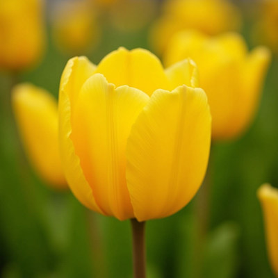 Bright yellow tulip blooming in a vibrant garden