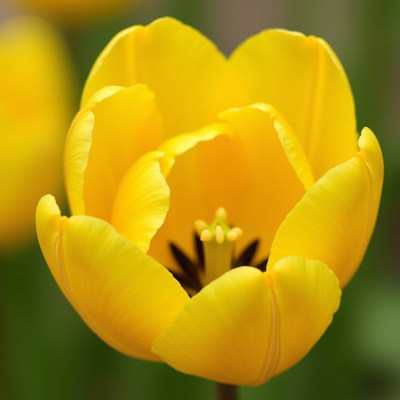 Bright yellow tulip blooming in a vibrant garden