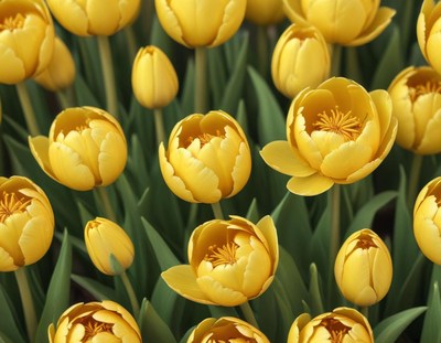 Bright yellow tulips blooming in a vibrant garden
