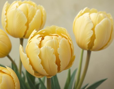 Yellow tulips bloom in spring garden