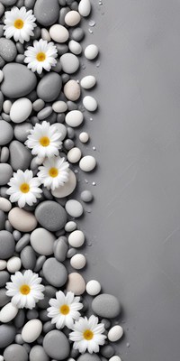 Daisies on stones create a calming scene