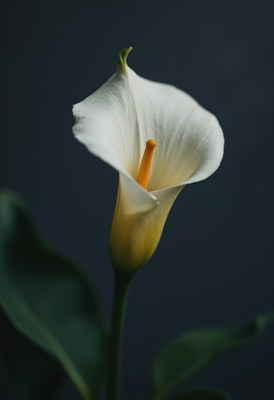 Beautiful white calla lily blooming in soft light