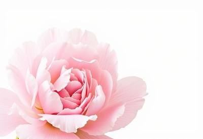 Soft pink rose in full bloom against a white background