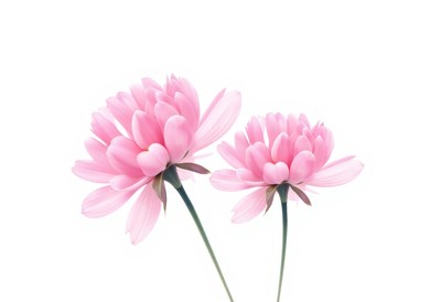 Beautiful pink flowers with delicate petals in focus