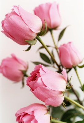 Pink roses elegantly arranged in a lovely bouquet