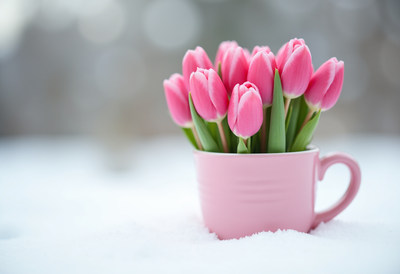 Pink tulips arranged in a cup on fresh snow