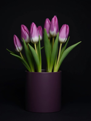 Purple tulips in a modern pot on a dark background