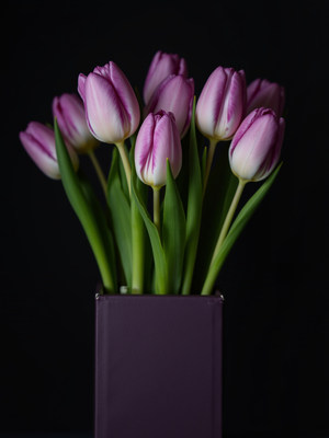 Purple tulips arranged in a modern vase on dark background