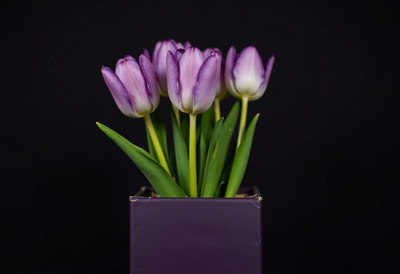 Fresh purple tulips in a modern vase on display