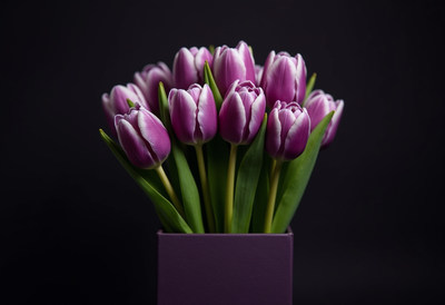 Purple tulips in a modern vase on a black background