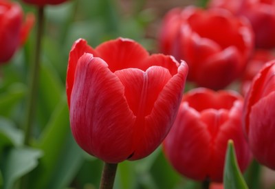 Blooming red tulips in a spring garden
