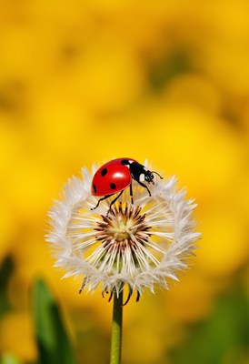 Ladybug resting on a dandelion flower in springtime bloom